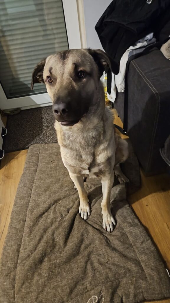 Buddy – Tier aus dem Tierheim Lübeck