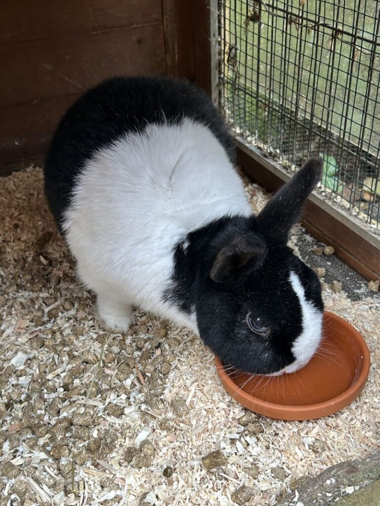 Klopfer – Tier aus dem Tierheim Lübeck