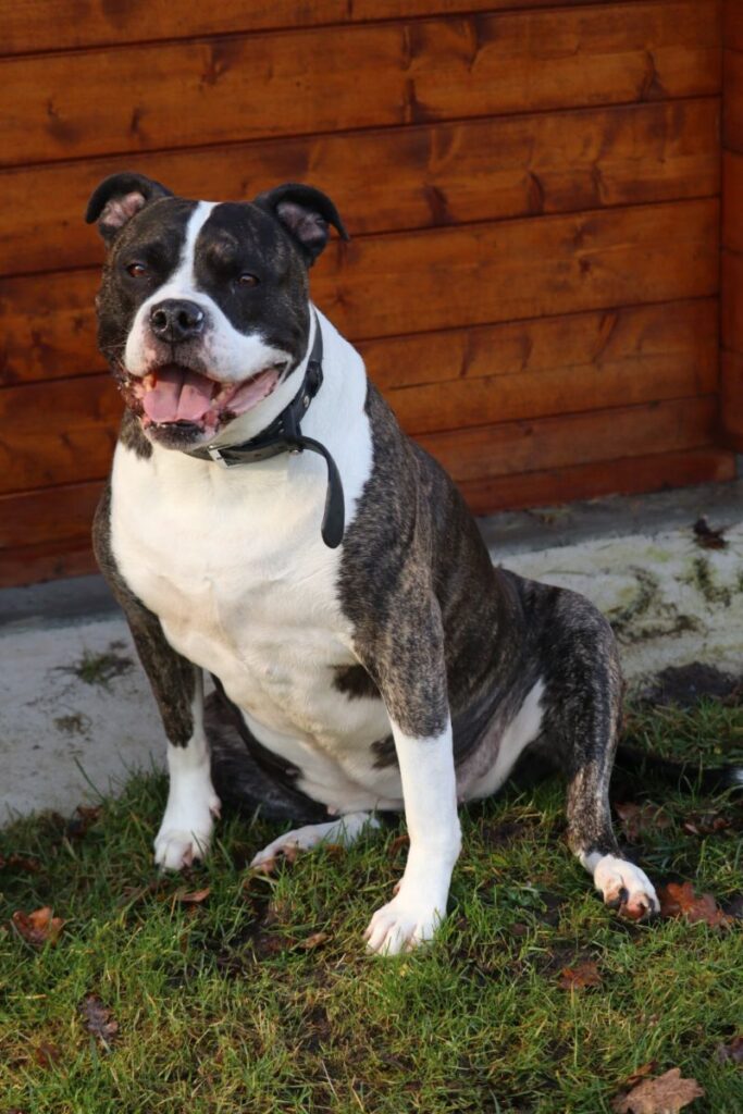 Miley – Tier aus dem Tierheim Lübeck