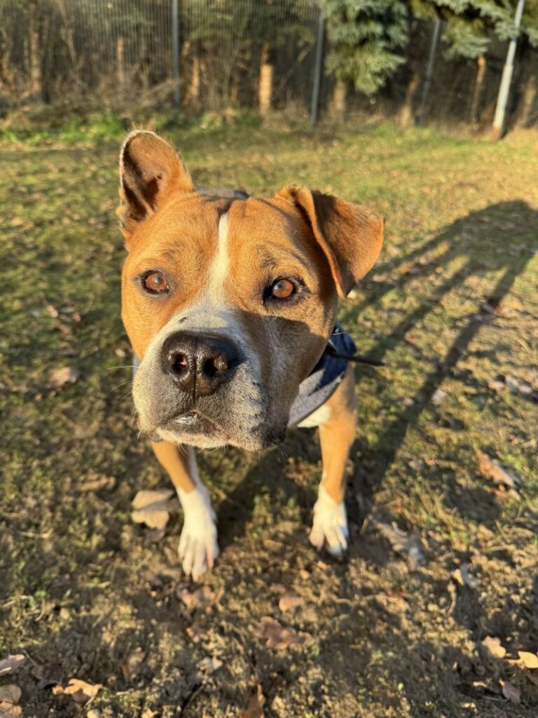 Bosse – Tier aus dem Tierheim Lübeck