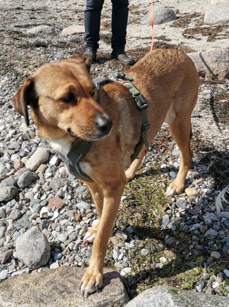 Ella – Tier aus dem Tierheim Lübeck