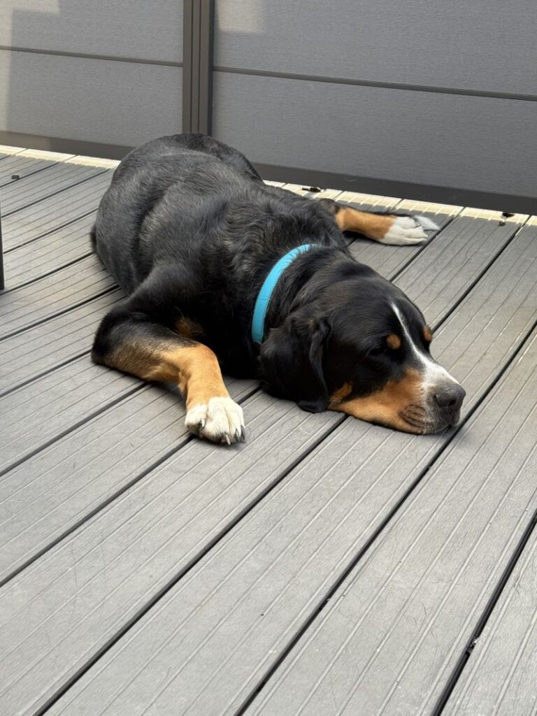 Dexter – Tier aus dem Tierheim Lübeck