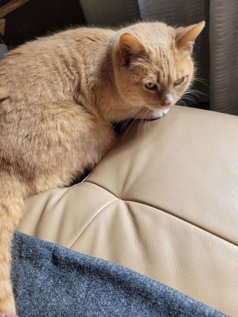 Frieda – Tier aus dem Tierheim Lübeck
