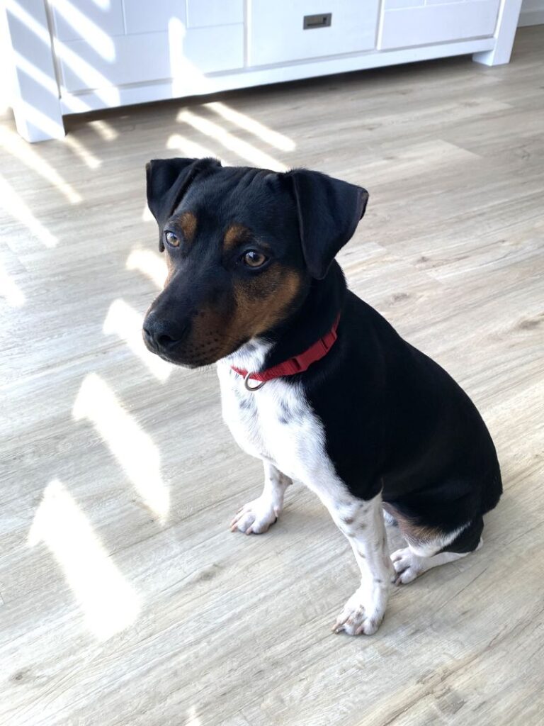 Charly – Tier aus dem Tierheim Lübeck
