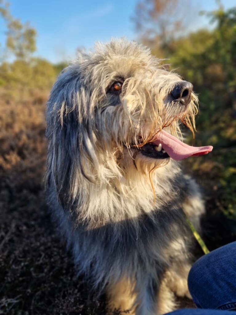 Odin – Tier aus dem Tierheim Lübeck