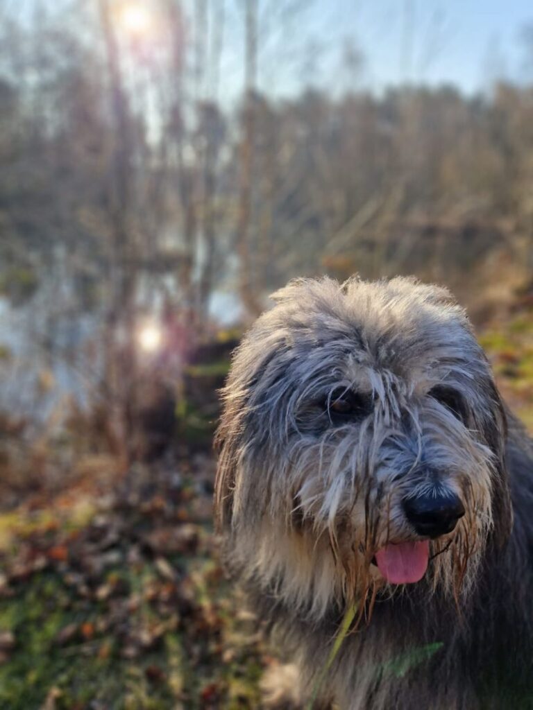 Odin – Tier aus dem Tierheim Lübeck