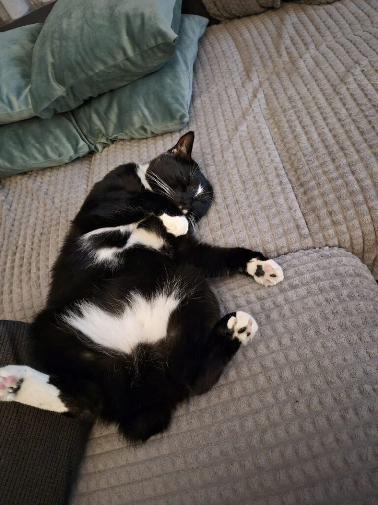 Tomas – Tier aus dem Tierheim Lübeck
