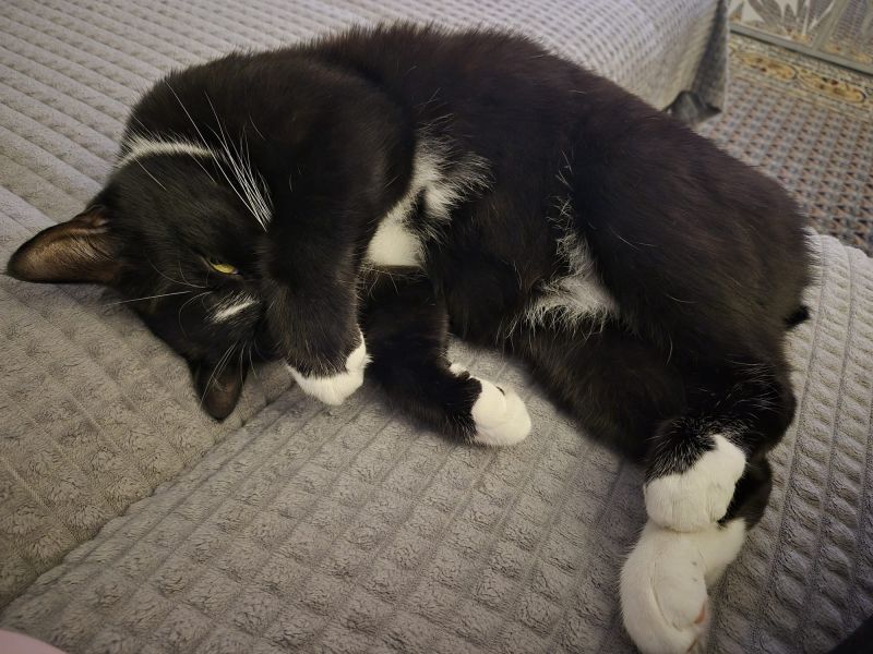 Tomas – Tier aus dem Tierheim Lübeck