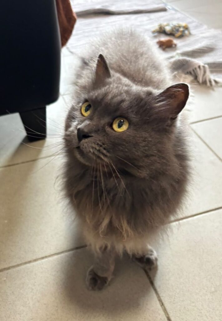 Annabelle – Tier aus dem Tierheim Lübeck