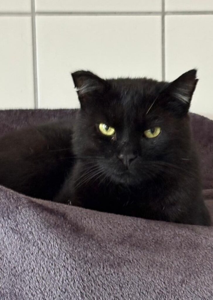 Axel – Tier aus dem Tierheim Lübeck