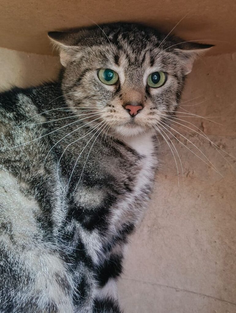 Bonnie & Maus – Tier aus dem Tierheim Lübeck
