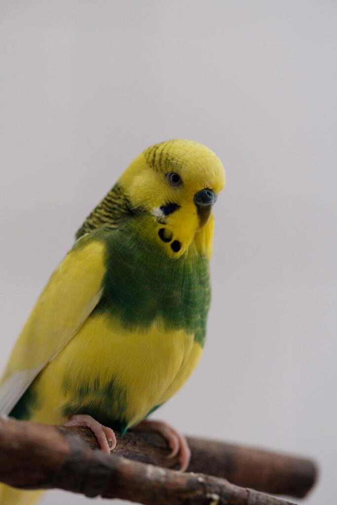 Wellensittiche – Tier aus dem Tierheim Lübeck