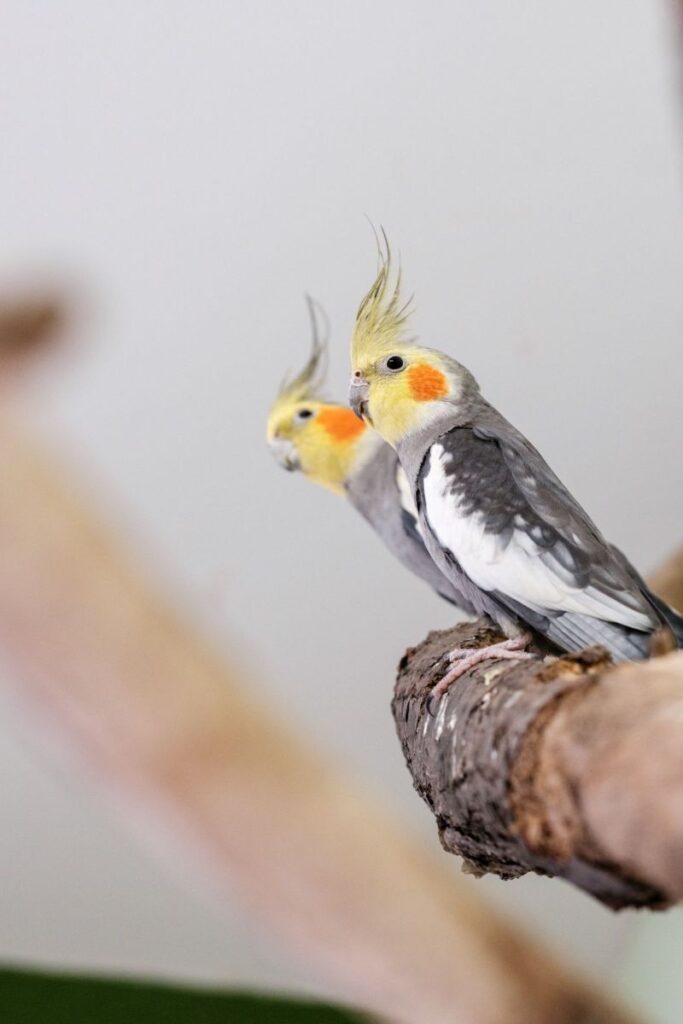 Nymphensittiche – Tier aus dem Tierheim Lübeck