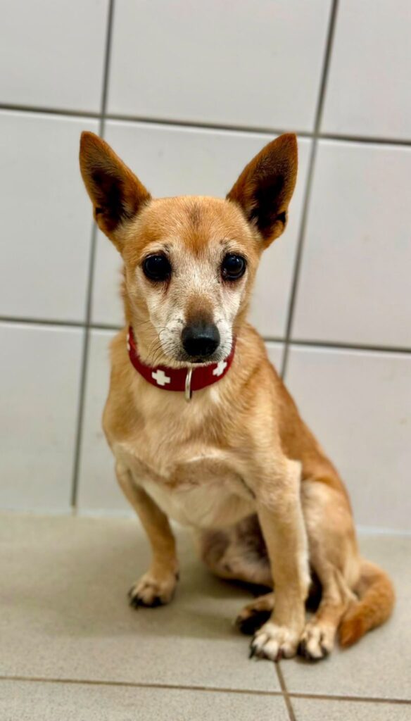 Dingo – Tier aus dem Tierheim Lübeck