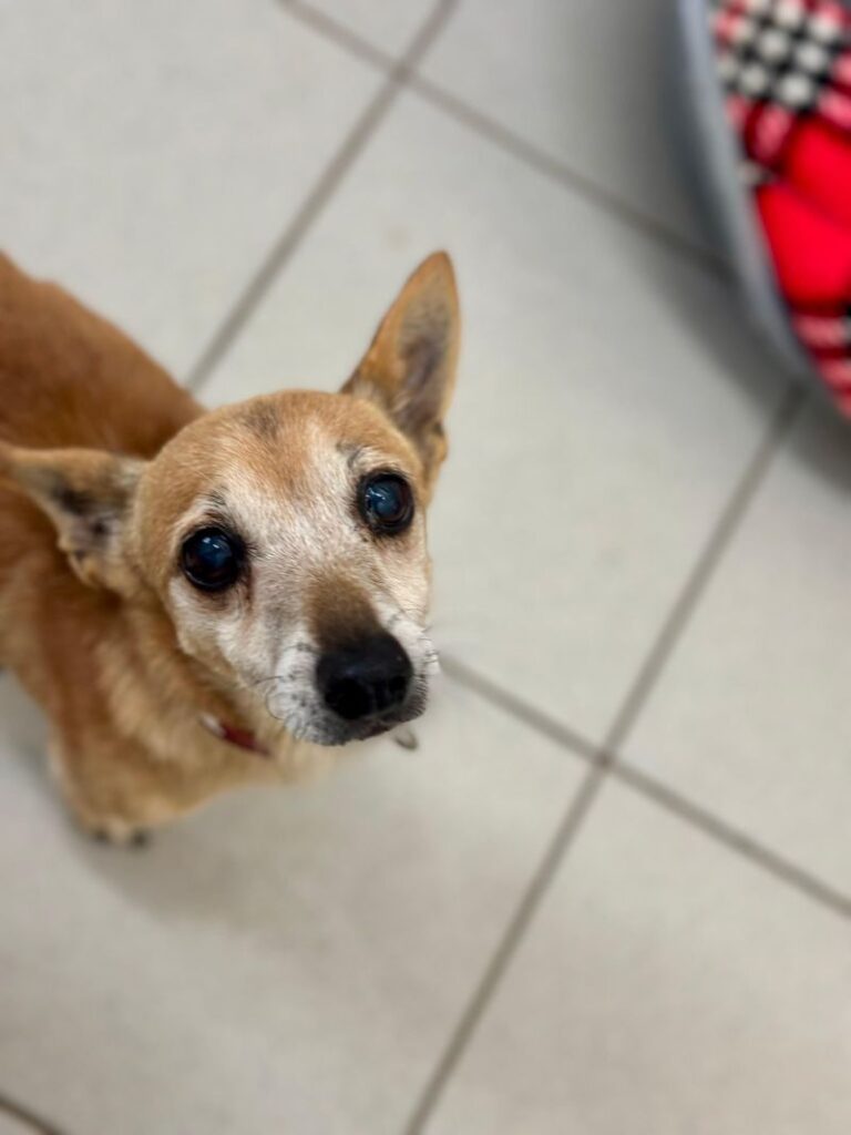 Dingo – Tier aus dem Tierheim Lübeck