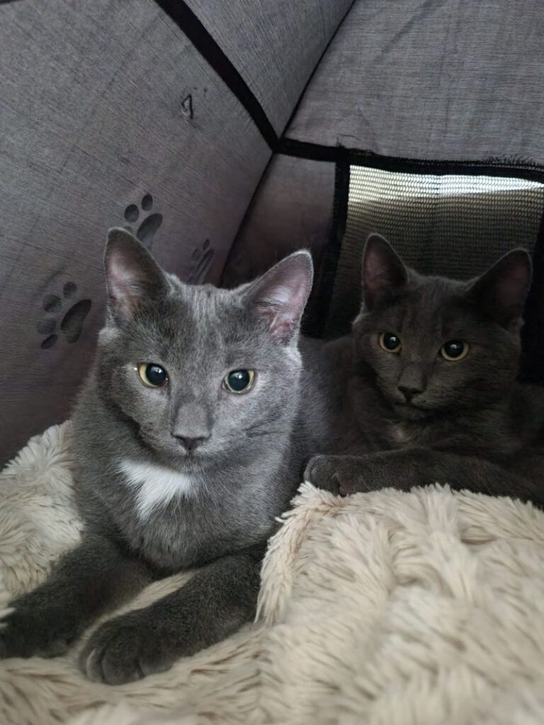 George & Gina – Tier aus dem Tierheim Lübeck