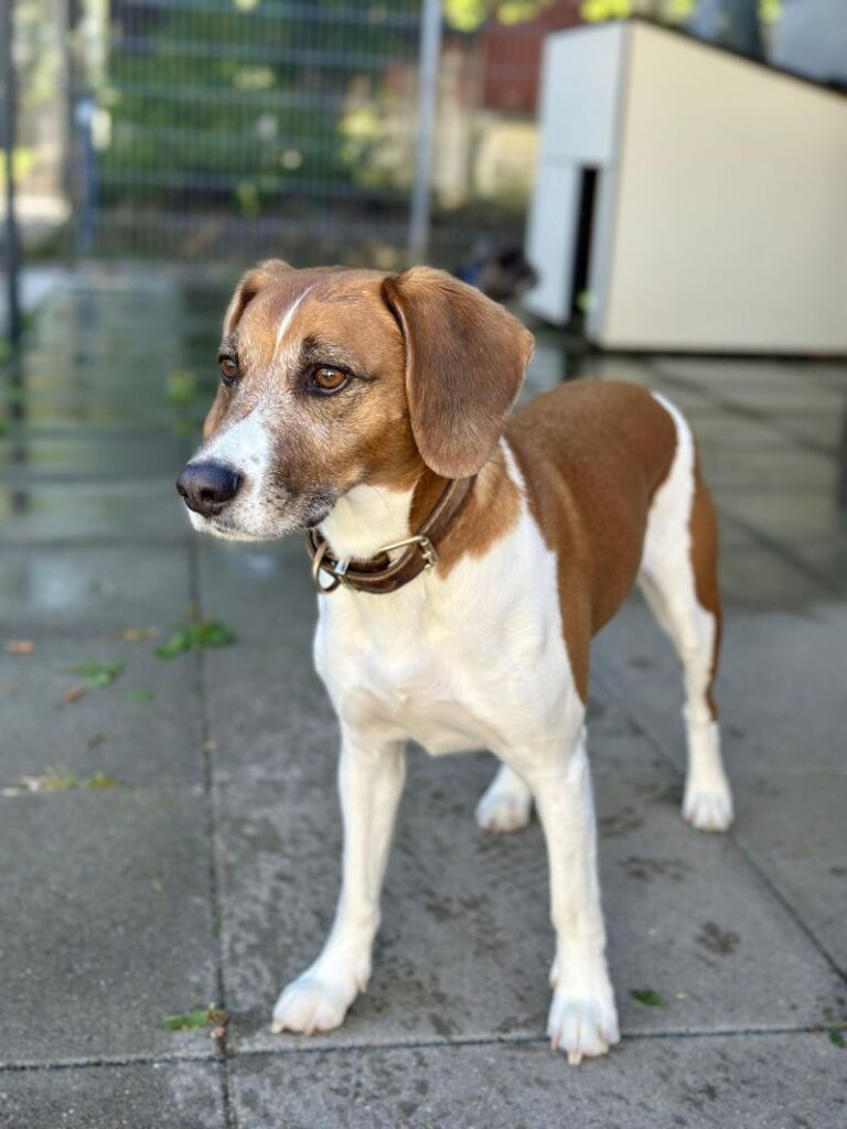 Henri – Tier aus dem Tierheim Lübeck