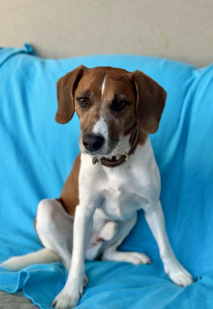 Henri – Tier aus dem Tierheim Lübeck