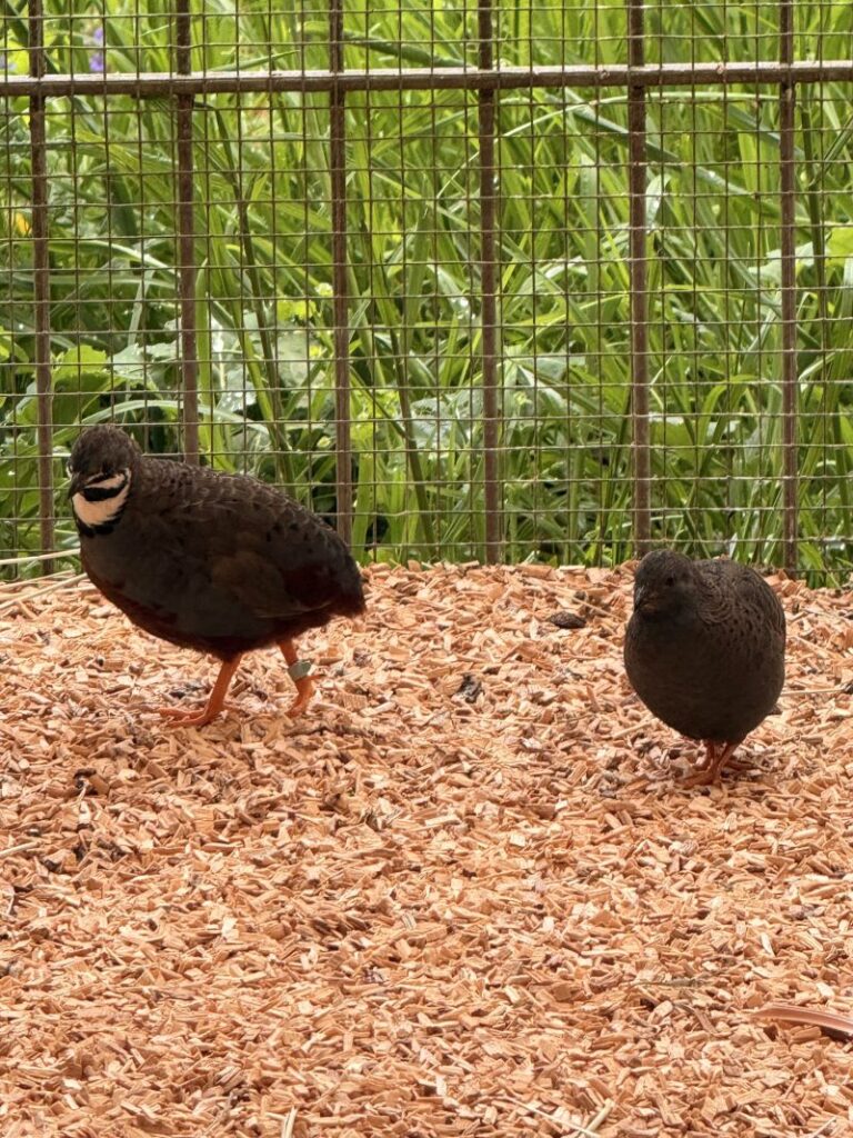 Zwergwachteln – Tier aus dem Tierheim Lübeck