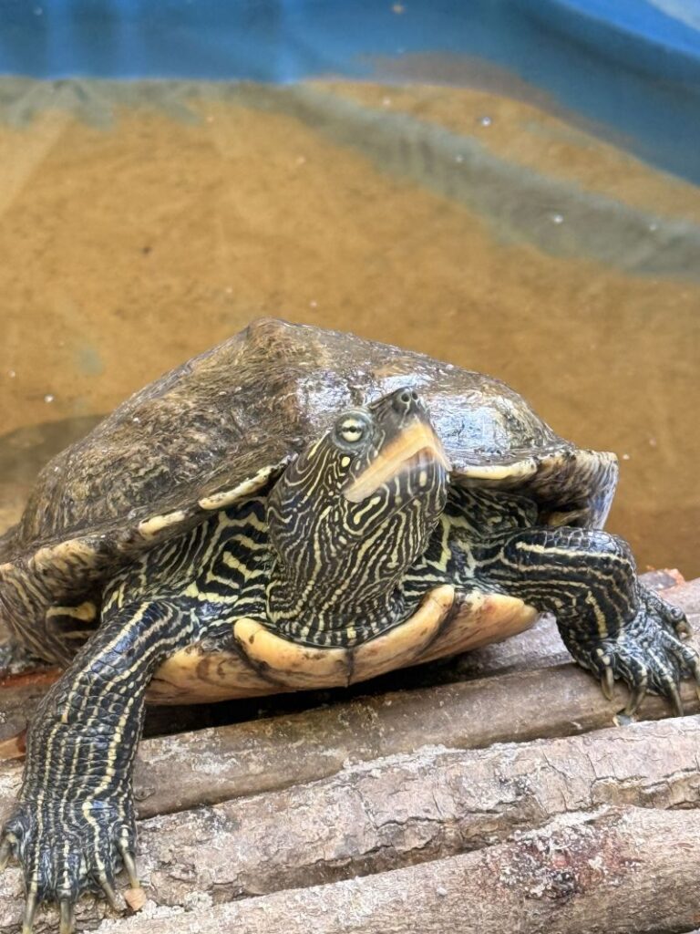 Mississippi-Höckerschildkröte Mrs. Ippi – Tier aus dem Tierheim Lübeck