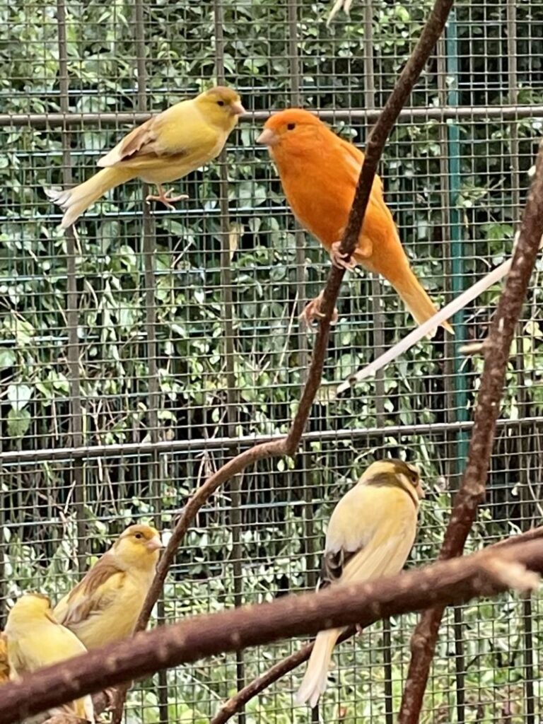 Kanarienvögel – Tier aus dem Tierheim Lübeck