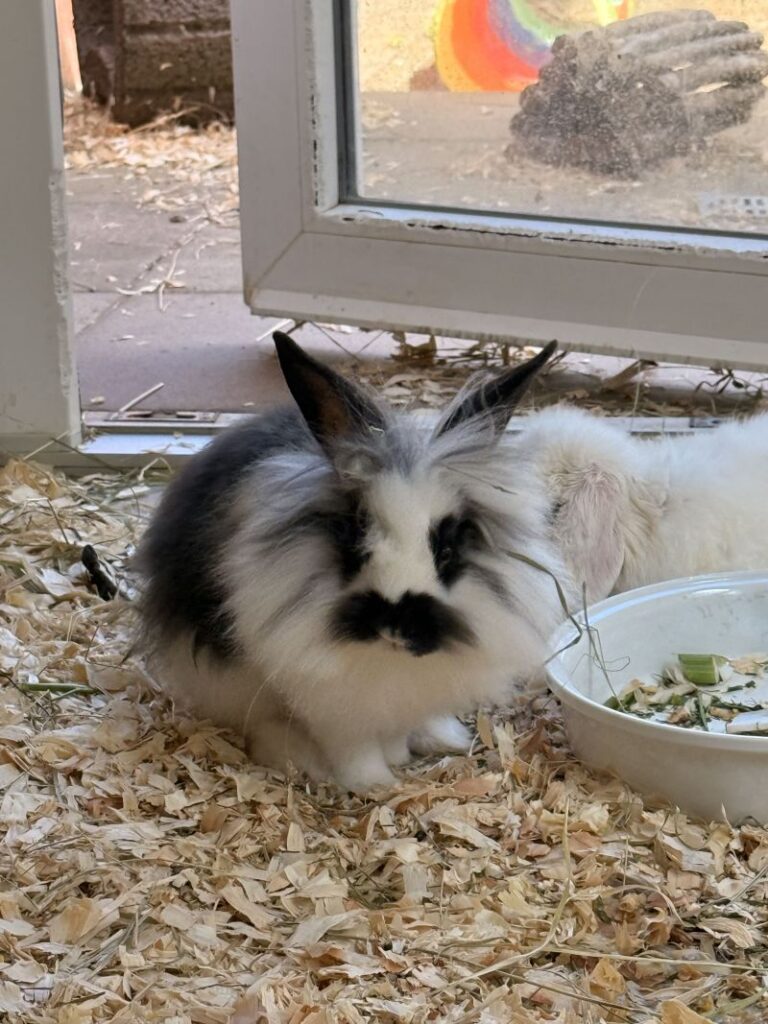 Speedy – Tier aus dem Tierheim Lübeck