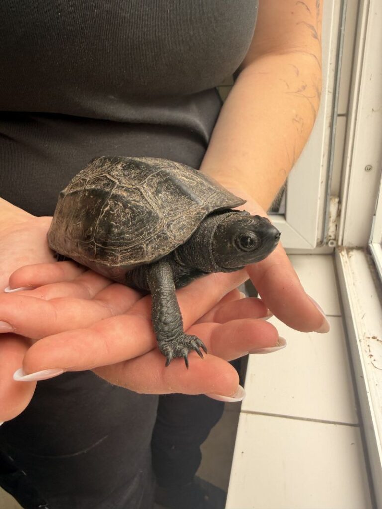 Chinesische Dreikielschildkröte Knöpfchen – Tier aus dem Tierheim Lübeck