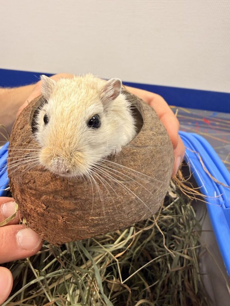 Speedy – Tier aus dem Tierheim Lübeck