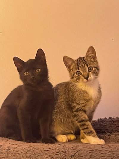 Furie Dunya & Goldauge – Tier aus dem Tierheim Lübeck