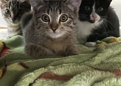 Scorpio, Skunk und Skeeter  – Tier aus dem Tierheim Lübeck