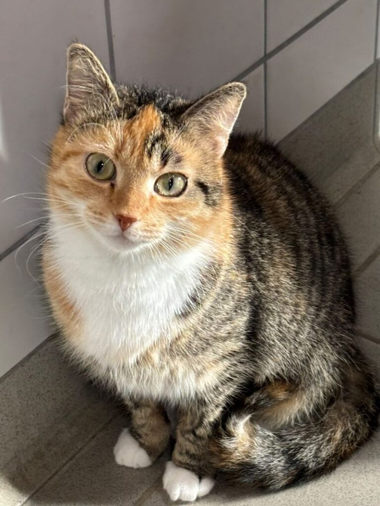 Kaya & Käthe – Tier aus dem Tierheim Lübeck