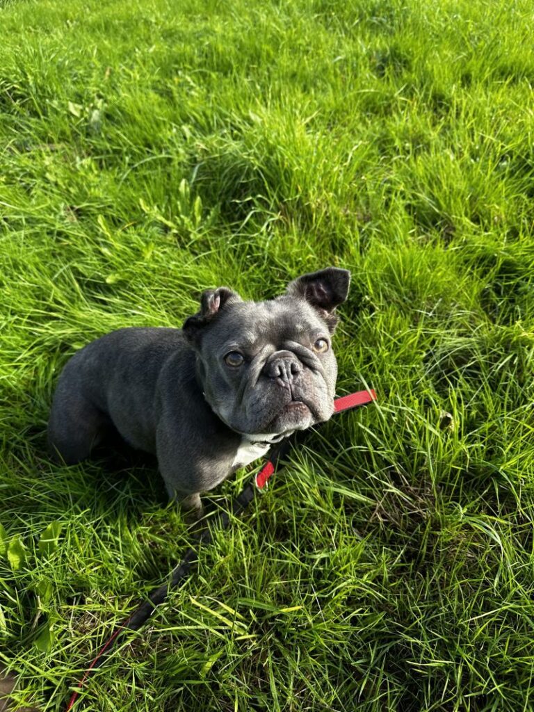 Wilma – Tier aus dem Tierheim Lübeck