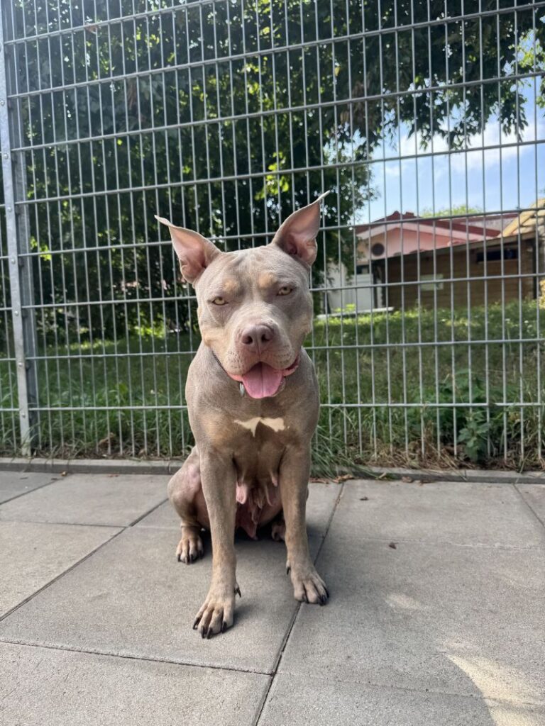 Nala – Tier aus dem Tierheim Lübeck