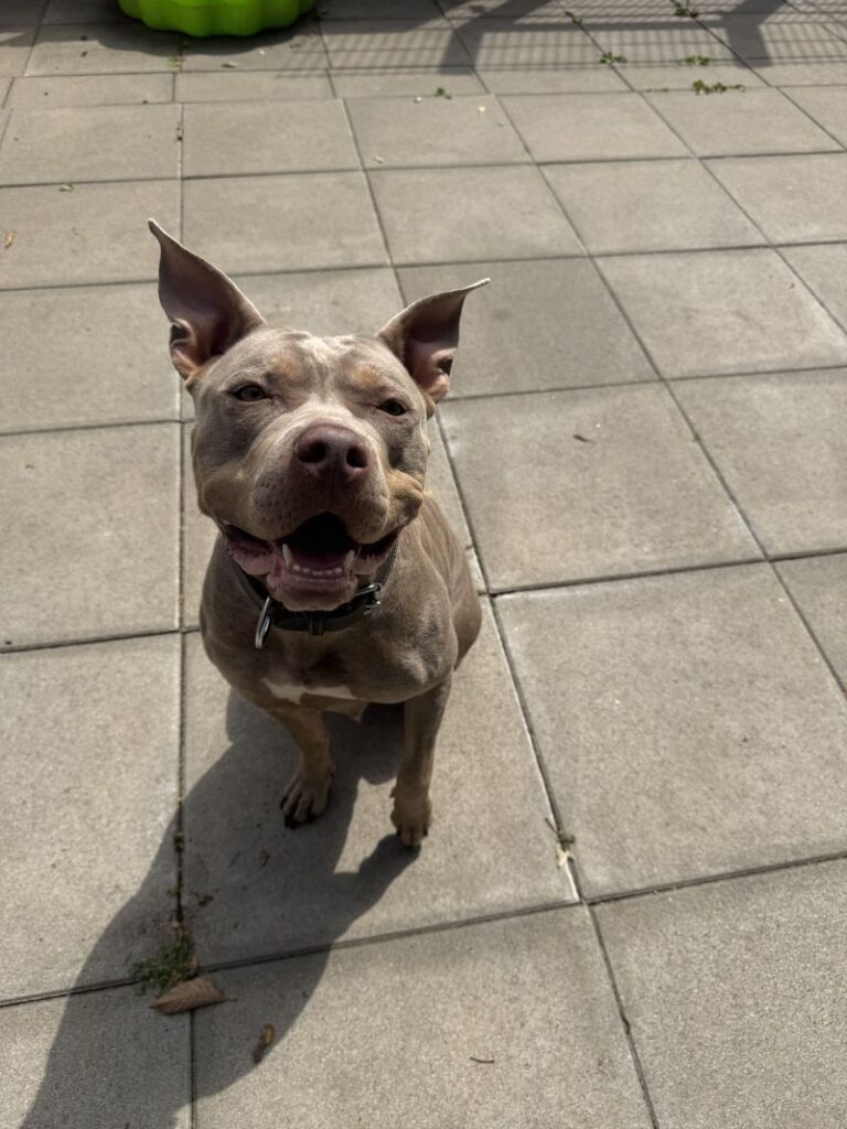 Nala – Tier aus dem Tierheim Lübeck