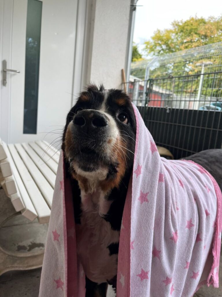 Manfred – Tier aus dem Tierheim Lübeck